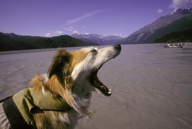 River Dog in Alaska