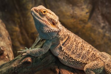 bearded dragon (agama lizard)