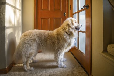 Dog waiting at door