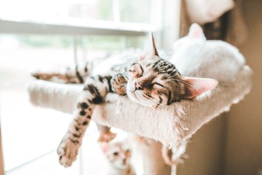 Sleeping kittens on a cat tower