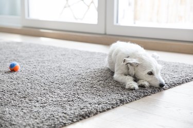 Dog pulling shop up carpet