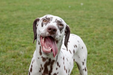 Cute dalmatian puppy with lolling tongue is standing on a spring meadow. Pet animals.