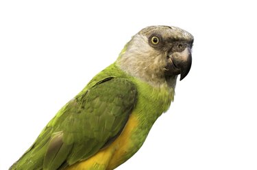 Senegal parrot portrait on white background, clipping path
