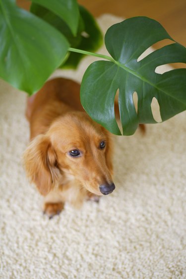 Miniature Dachshund next to houseplant