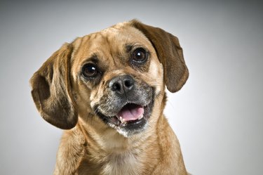 Puggle Puppy on gray background