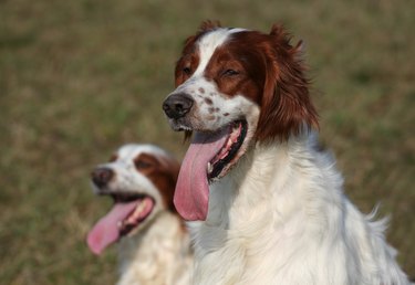 Irish red and white setters