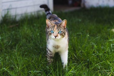 Portrait Of Cat Standing On Grassy Field