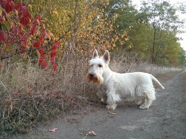 A wheaten Scottish Terrier on a rural road in the colors of autumn