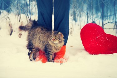 Cat rubbing against female legs in the snow