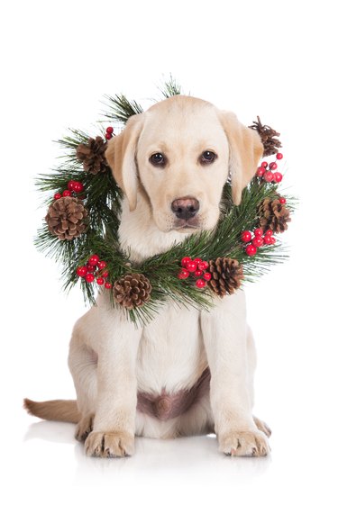 are holly berries poisonous to dogs