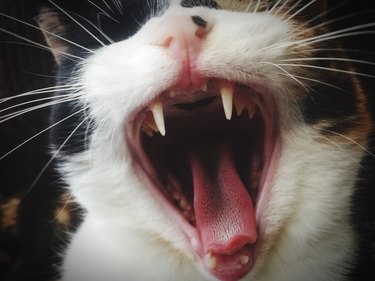 Close-Up Of Cat Yawning with teeth showing