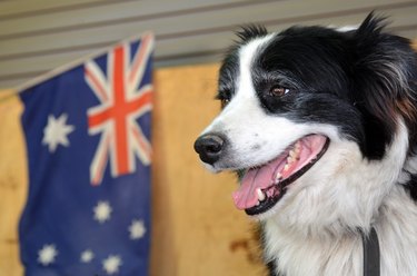 Border Collie Sheep Dog