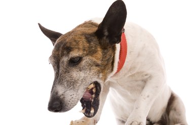 Closeup of white and brown dog with its mouth open