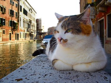 calico cat on stone wall beside Venice canal