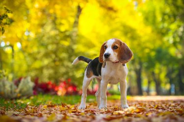 Beagle in the park