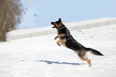 German Shepherd dog chasing a ball in the snow