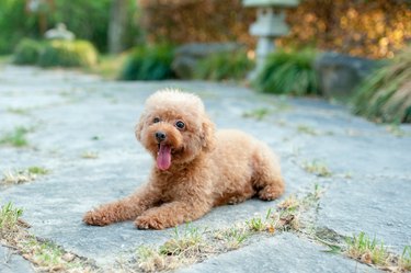 The poodle in the sunset