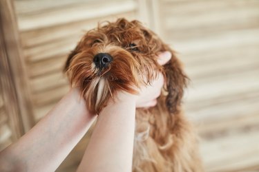 Hands holding a puppy's face