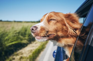 dog sticking head out car window