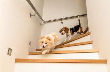 Two dogs running with a toy down the stairs