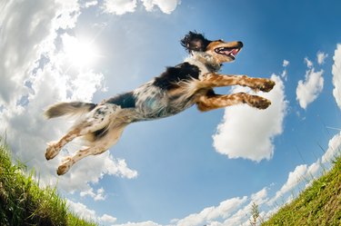 Jumping dog                                  (© Lobke Peers)