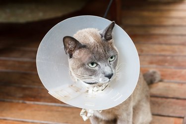 Gray cat wear cone.