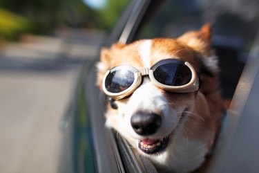 Dog Riding in Car