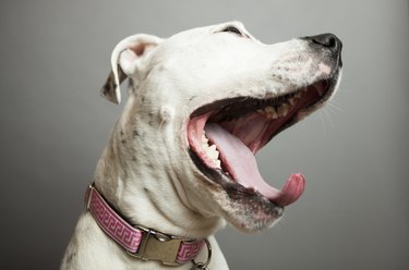 Portrait of a dog yawning