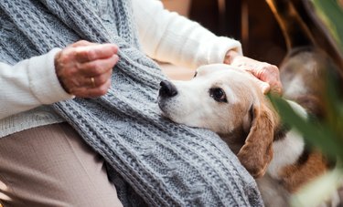 can dogs catch shingles or chickenpox