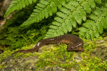 Northern Dusky Salamander