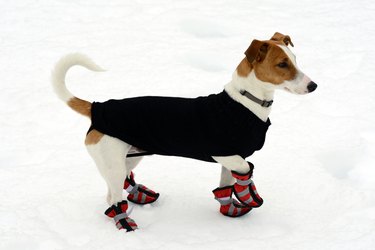 Cute little terrier wearing snow shoes