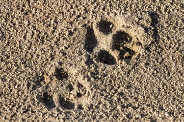 Traces of a dog