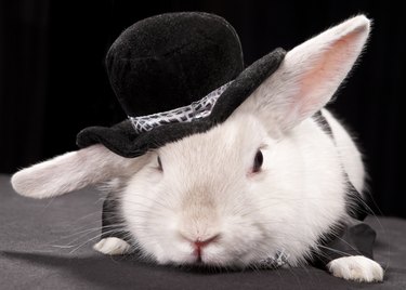 Cute rabbit in top hat and bow-ti