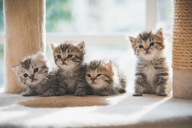 Group of  kittens sitting on cat tower