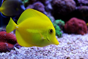 Yellow fish in tank