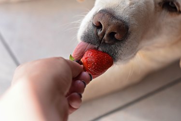 White Labrador retriever dog eating a strawberry fruit from owners hand/ Conceptual image of trust and friendship between dog and human