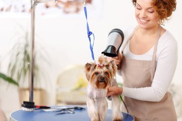 Yorkshire terrier is being finished by hairdryer styling