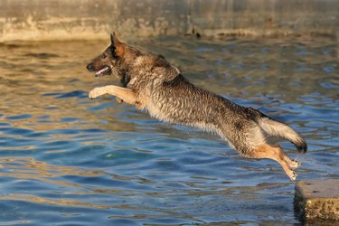 German shepherd jumping into water