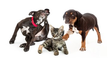 Pets Needing Veterinary Medical Care