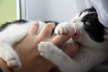 Cat playing with a human hand and biting
