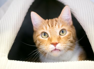 An orange tabby with large front teeth peeking out of a covered cat bed