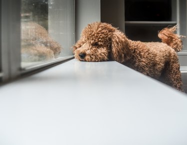 Goldendoodle hotsell fur types