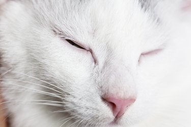 close up white cat blinking