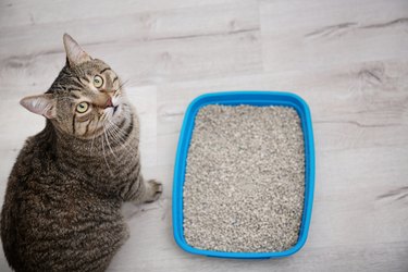 Adorable cat near litter box indoors looking up