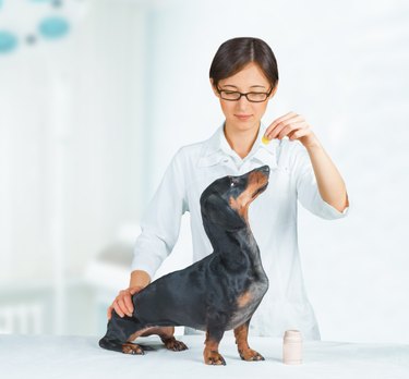 Vet holds medication for dog