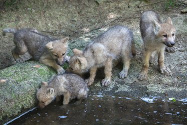 Arctic wolf (Canis lupus arctos)