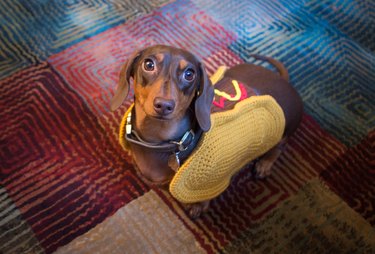 Daschund in a knitted hot dog sweater.