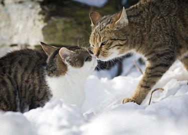 Cat sniffing an old tabby tomcat in the snow, Satteldorf, Hohenlohe, Baden-Wuerttemberg, Germany