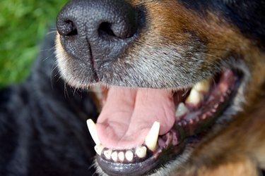 Close-up of a dog's open mouth