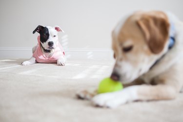 Jealous dog wants tennis ball